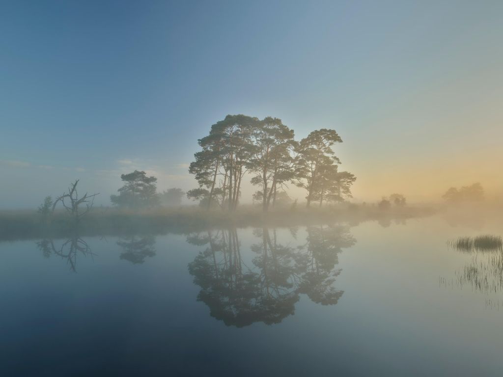 Fog in heathland