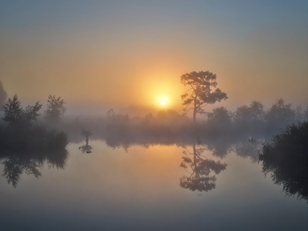 Foggy sunrise