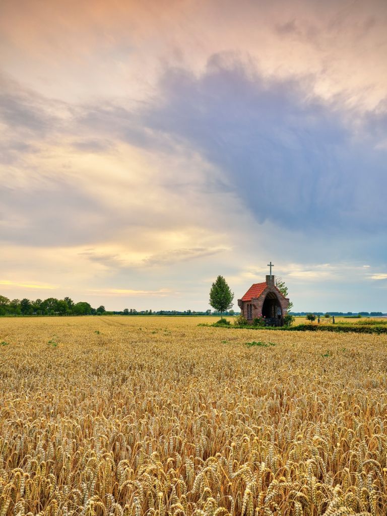 Grain field