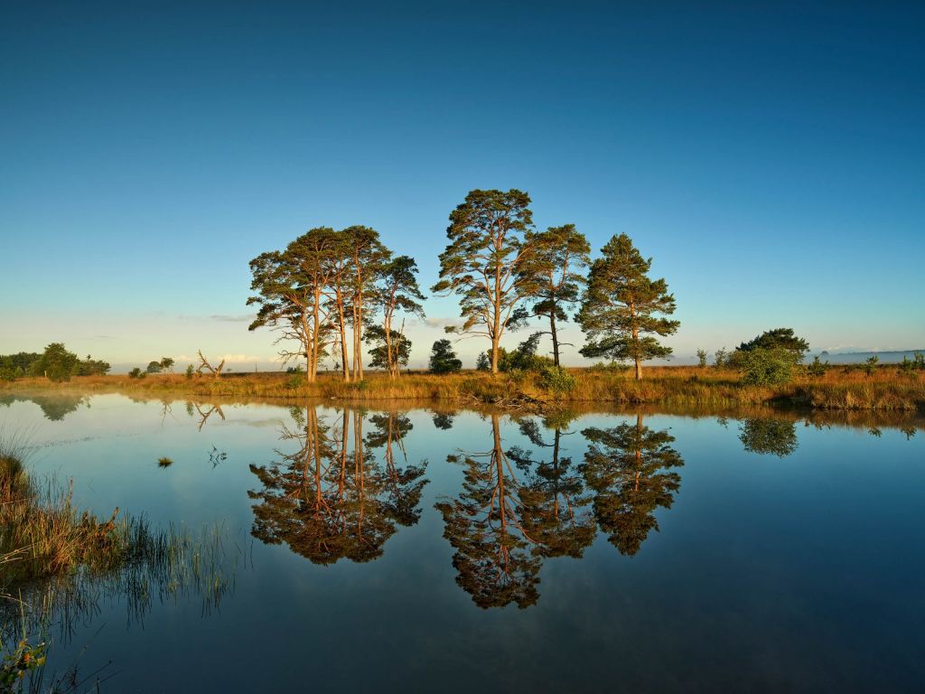 Reflection in forest lake