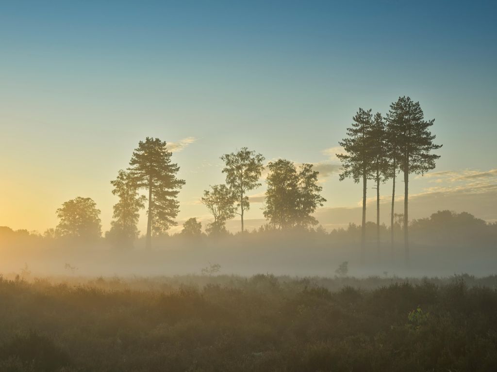 Foggy moorland