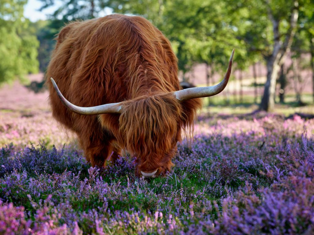 Grazing Scottish Highlander