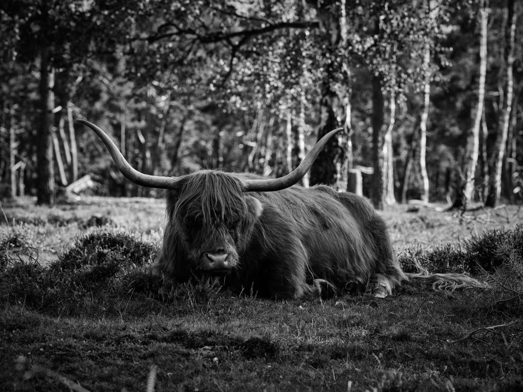 Relaxing Scottish Highlander