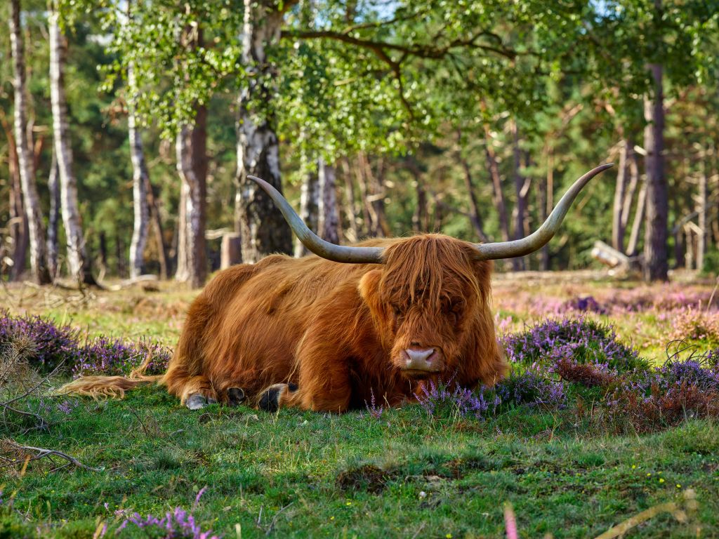 Resting Scottish Highlander