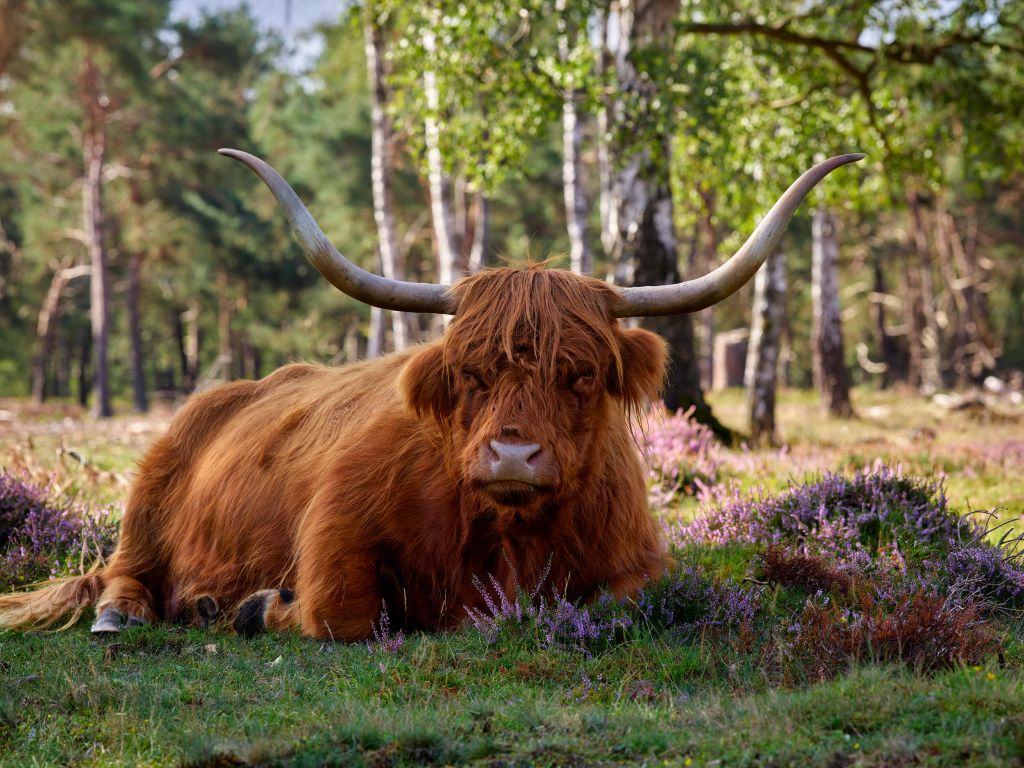 Reclining Scottish Highlander