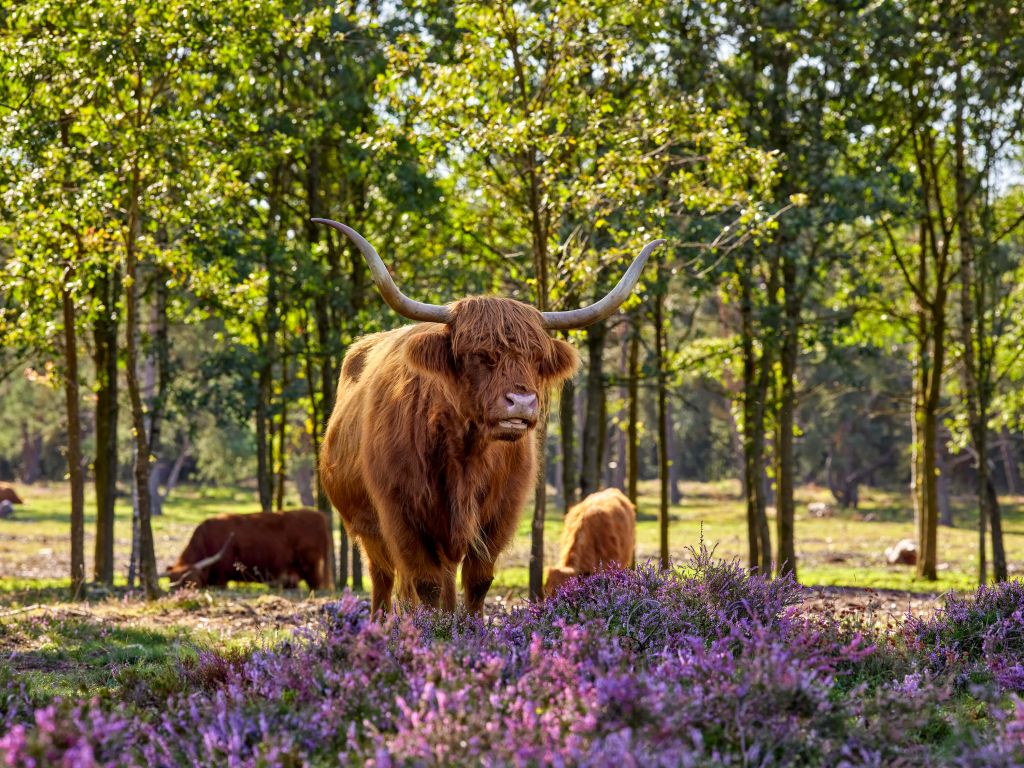 Highlanders in nature reserve