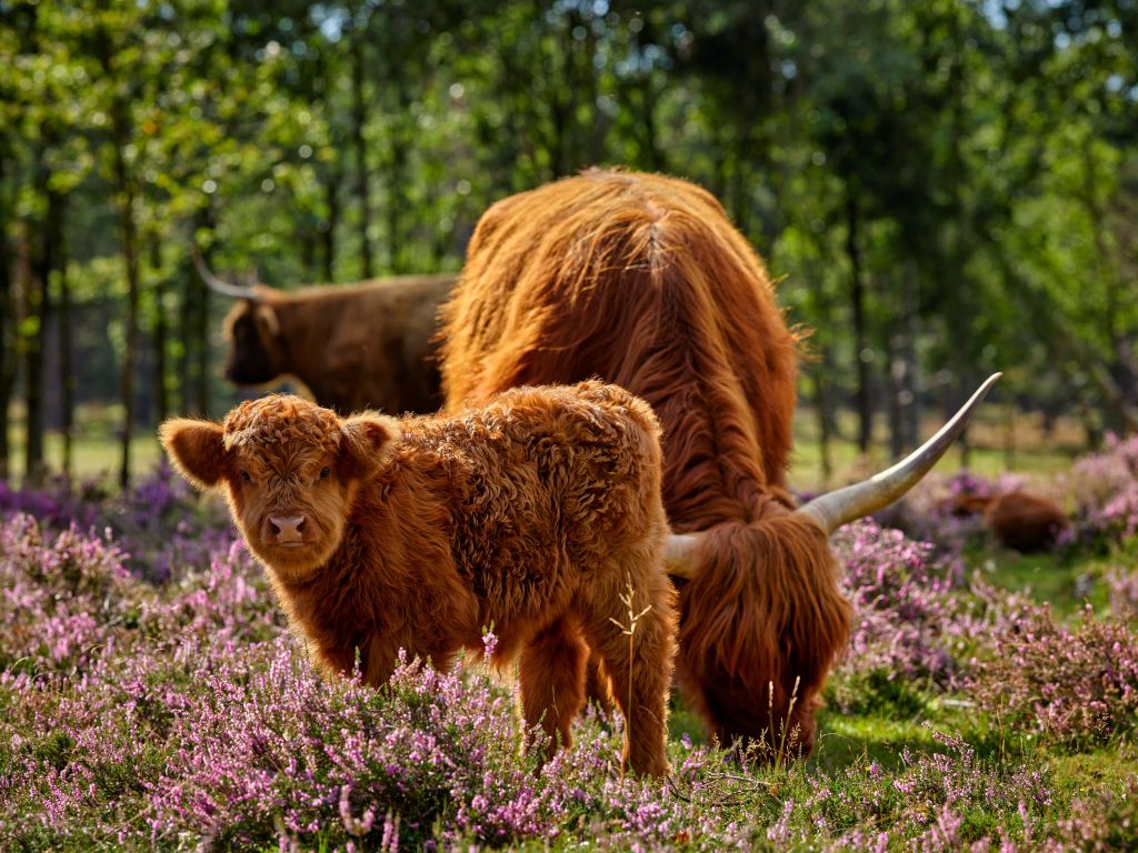 Family Scottish Highlanders