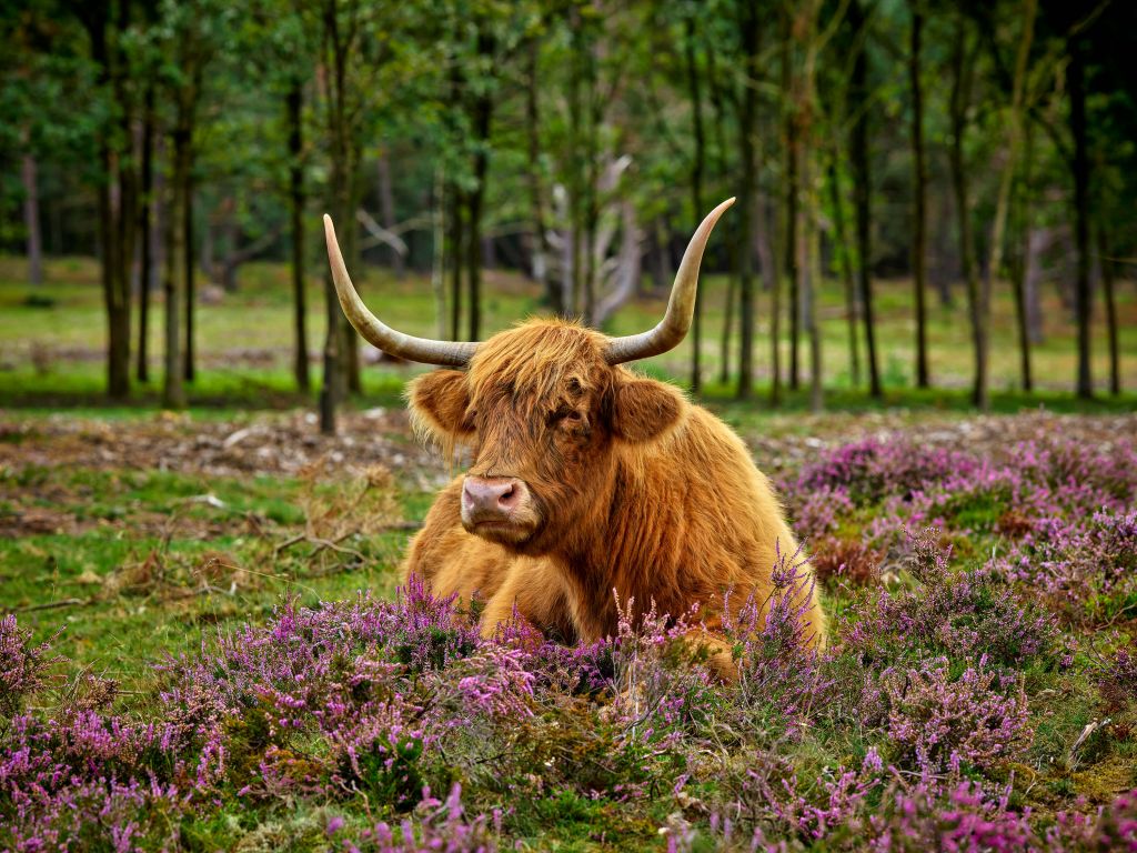 Scottish highlander between purple heather