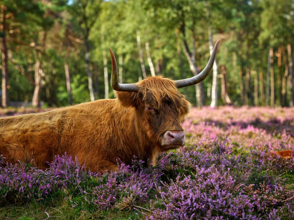 Tough Scottish Highlander