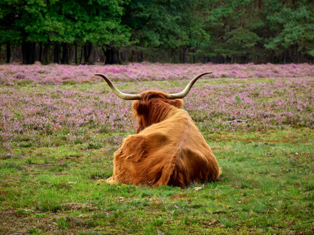 Scottish Highlander on the lookout
