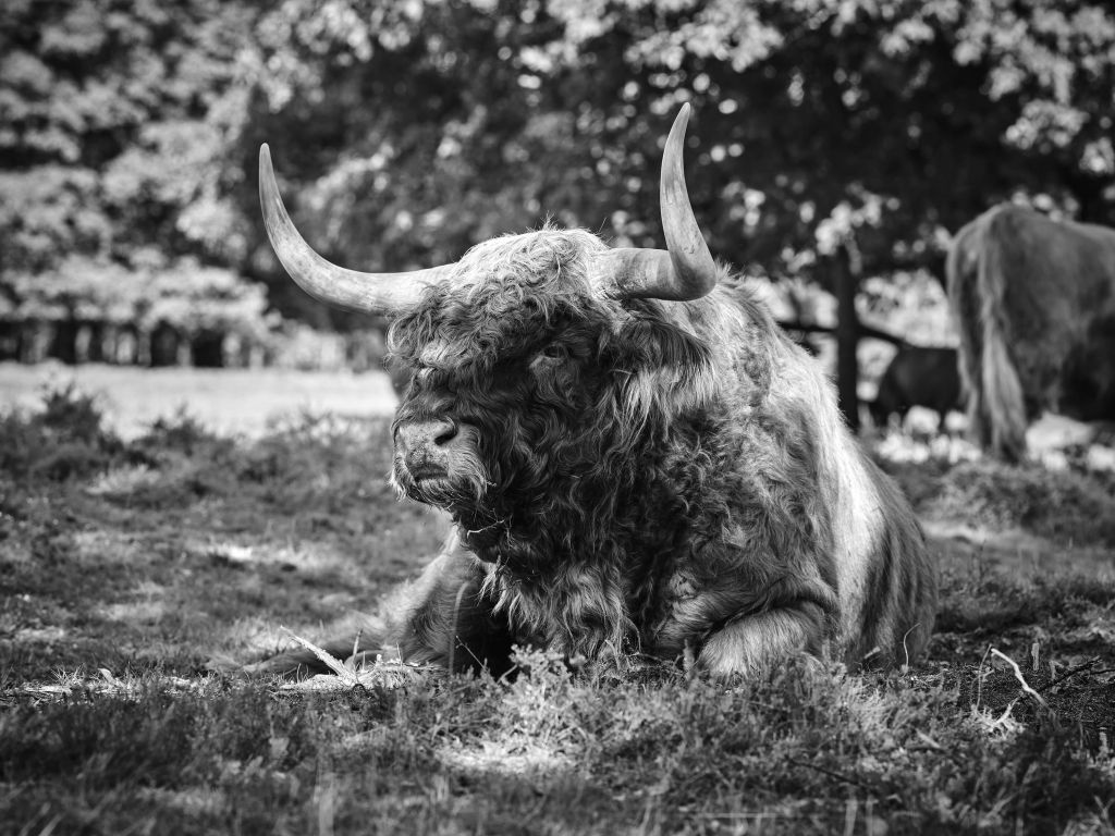 Scottish Highlander bull