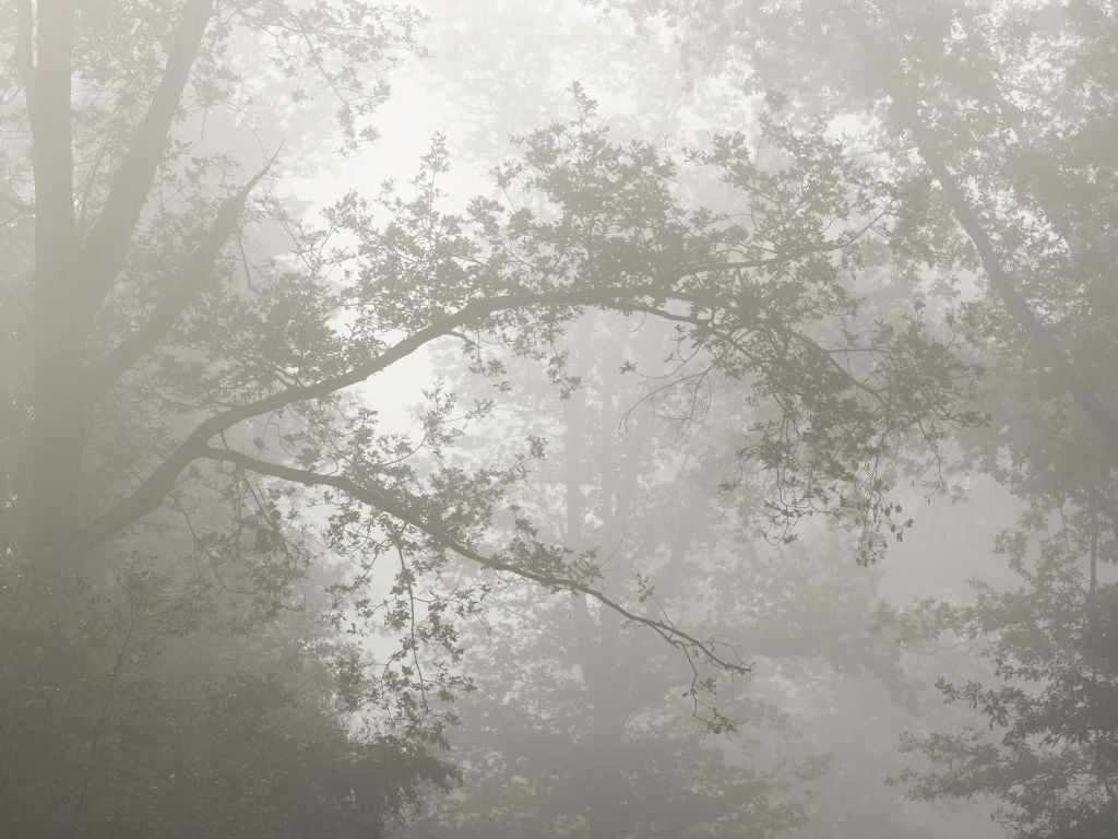 Beautiful forest in the fog