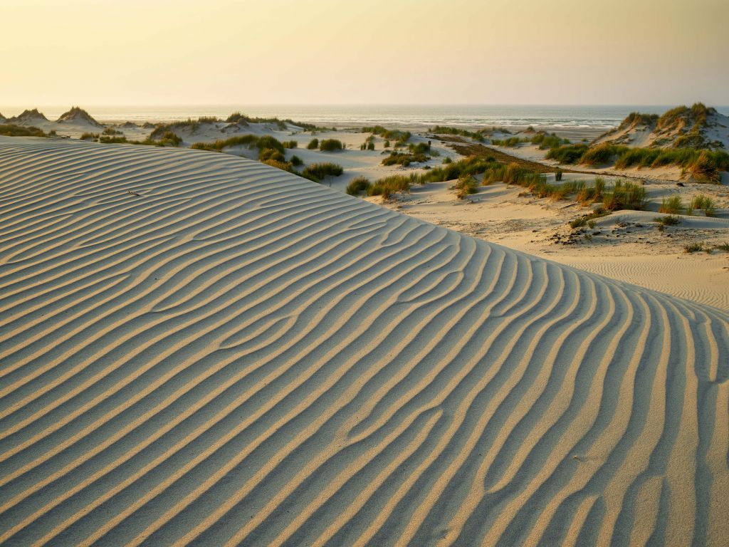 Dunes at sunset