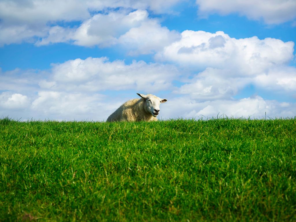 Sheep on the dike