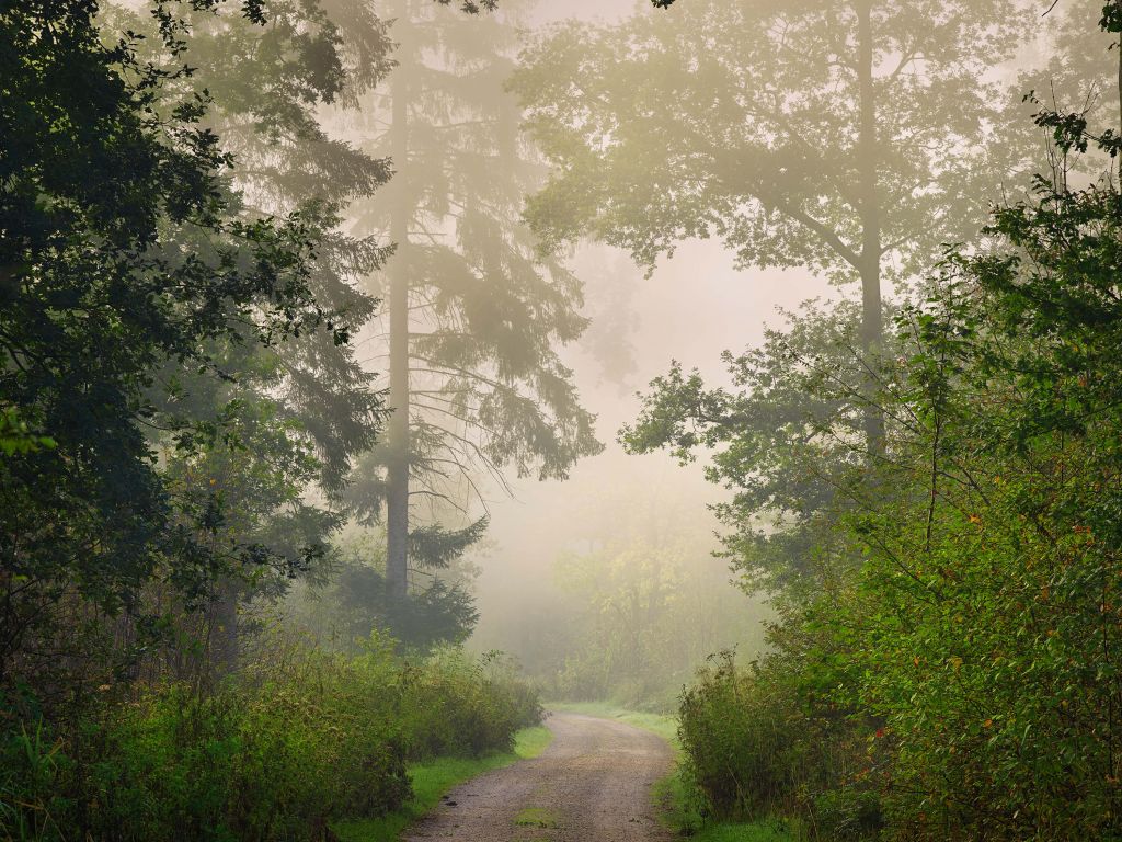 Road through foggy forest