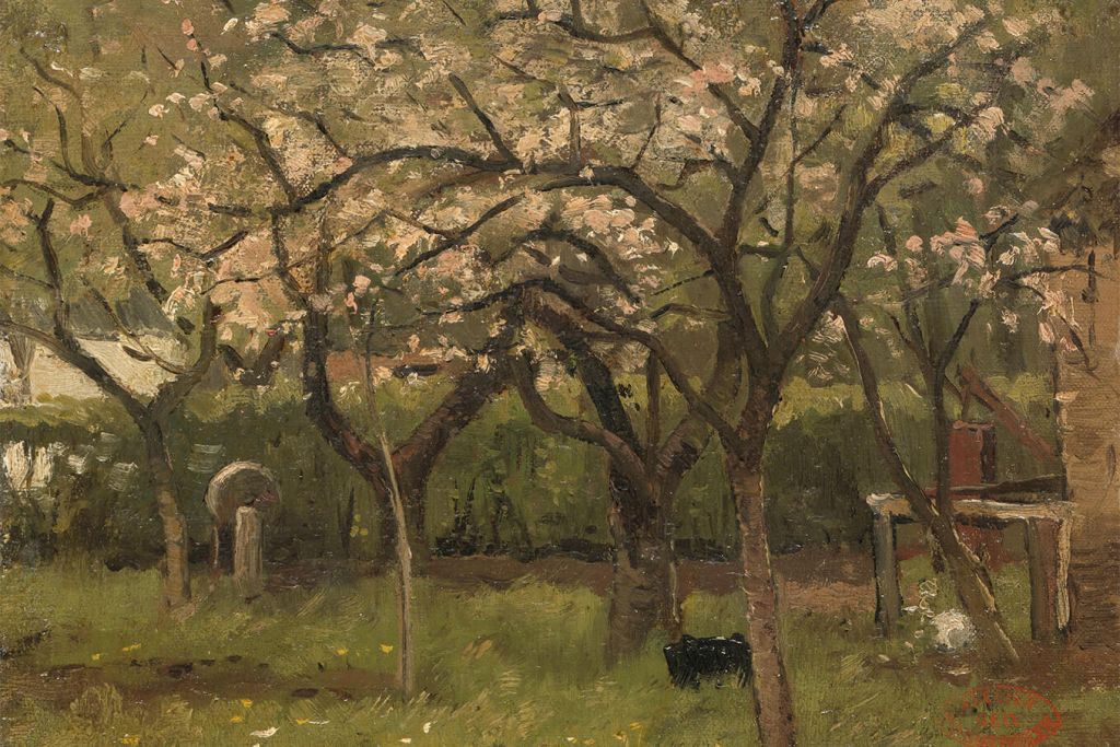Flowering tree in an orchard