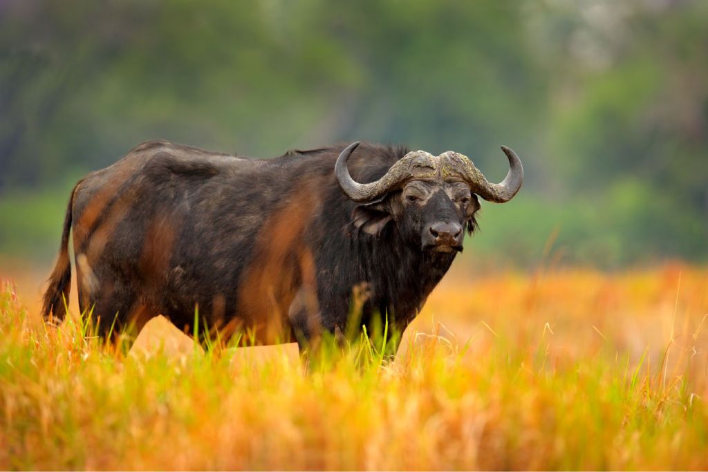 Buffalo surrounded by yellow grass