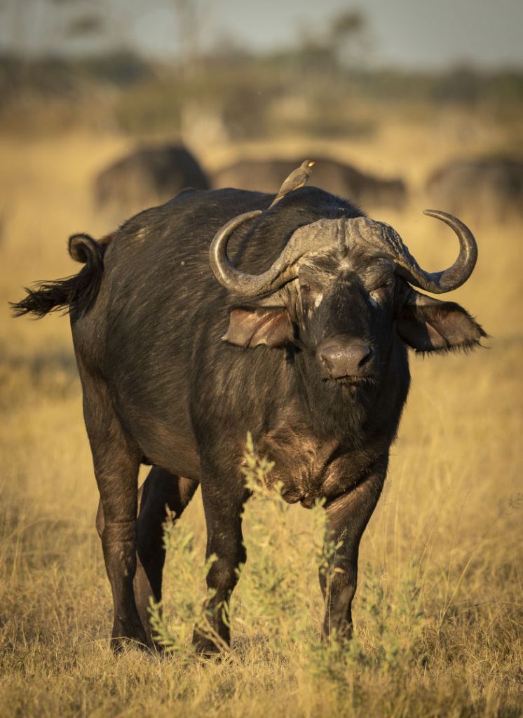 Buffalo with a bird