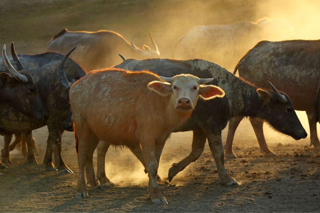 Herd of thai buffalo