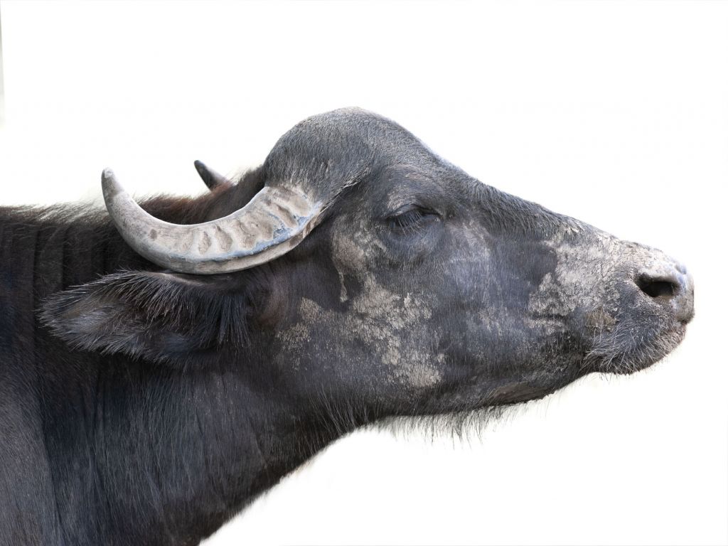 Close, up buffalo