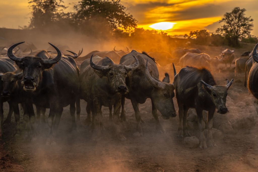 Thai buffalo at sunset