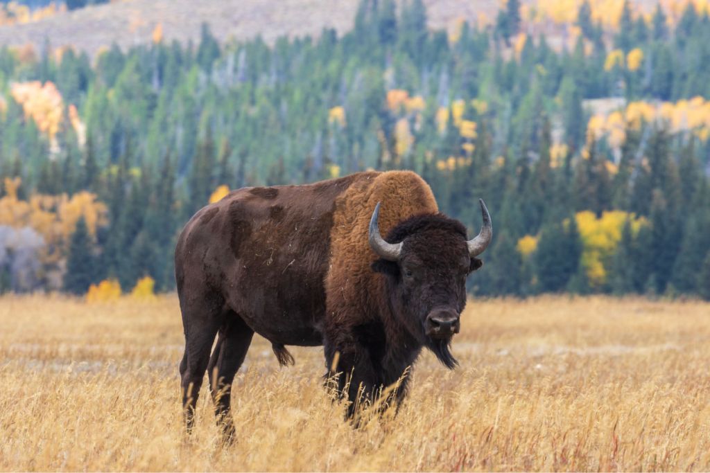 American buffalo