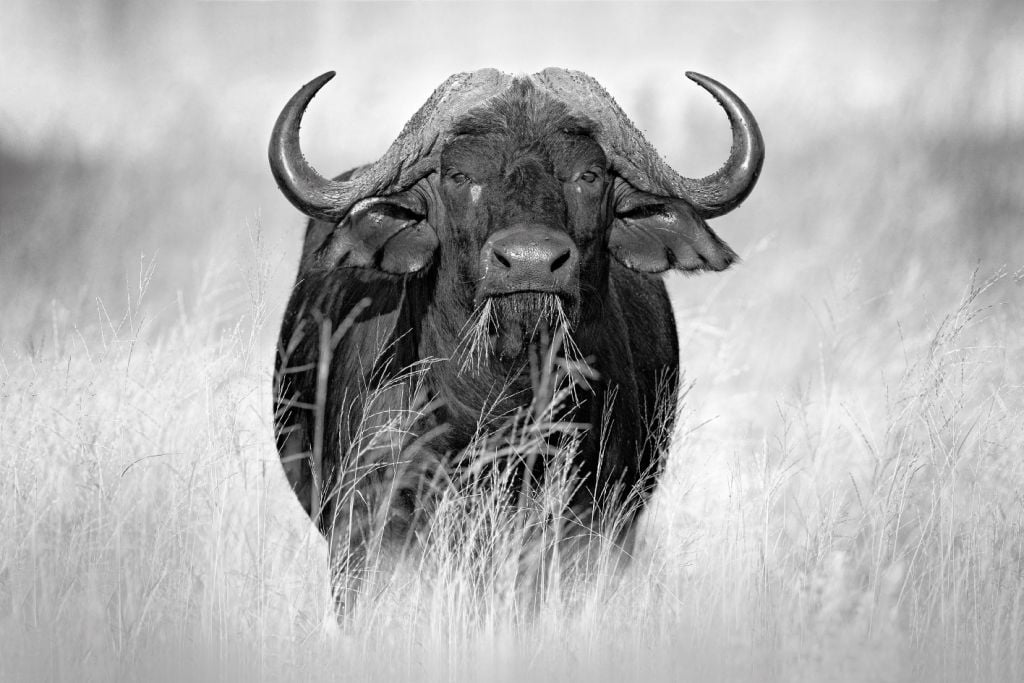 Buffalo in black and white