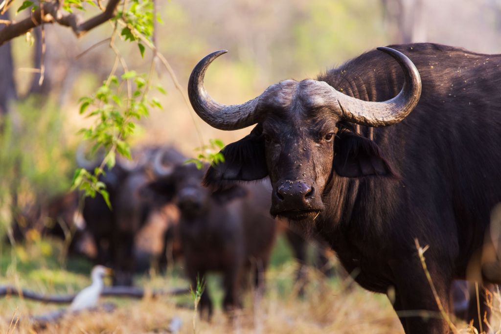 African buffalo
