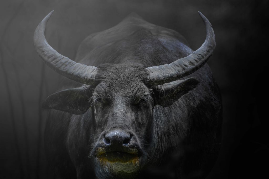 Large buffalo