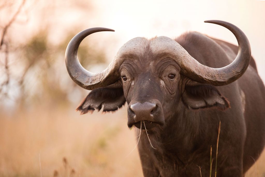 Buffalo in the meadow