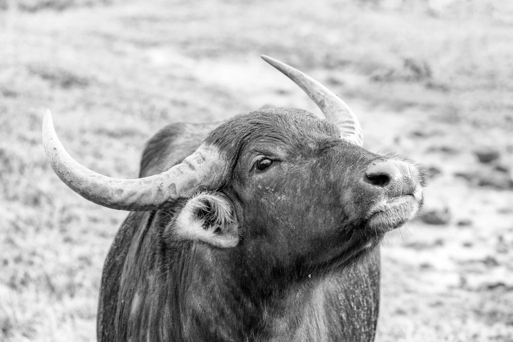 Looking up buffalo