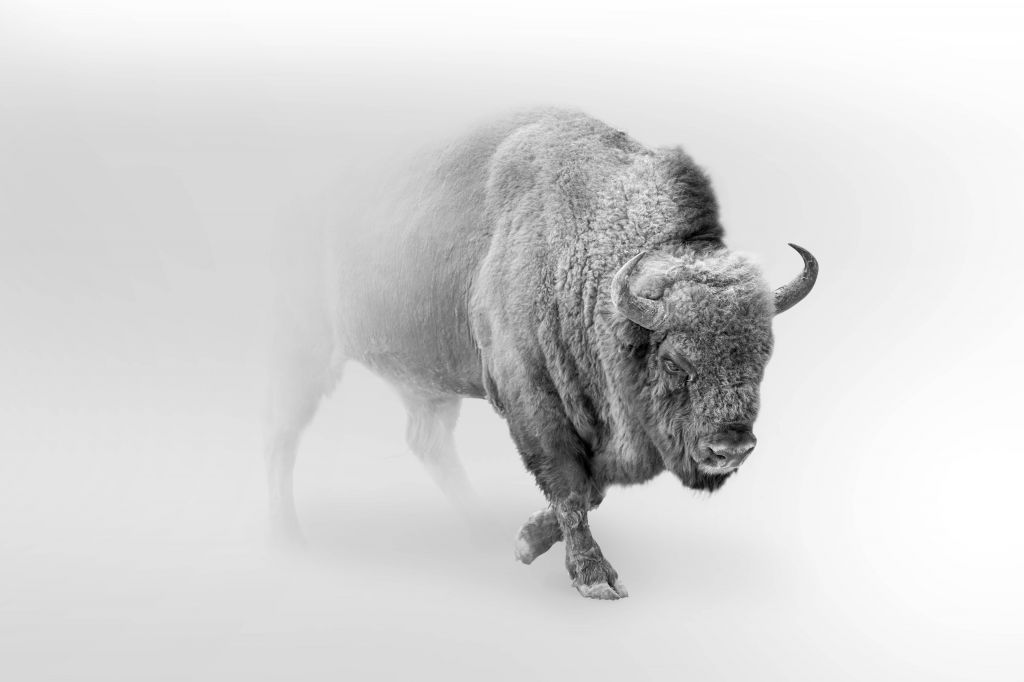 Bison black, white