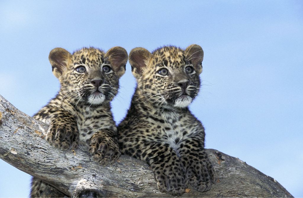 Small leopards