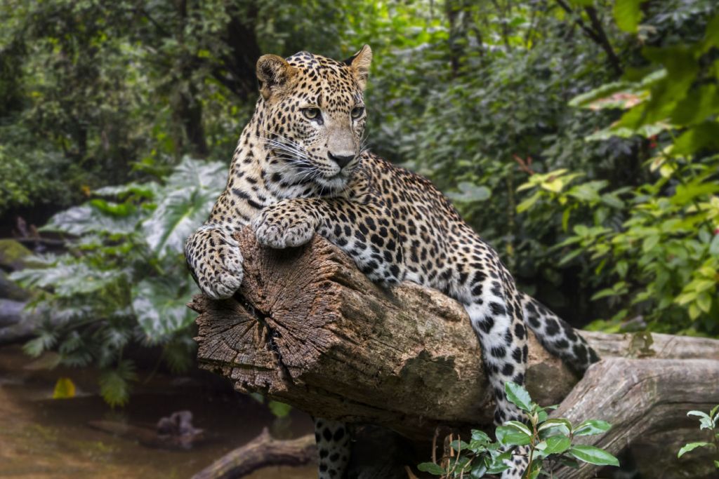 Leopard on tree