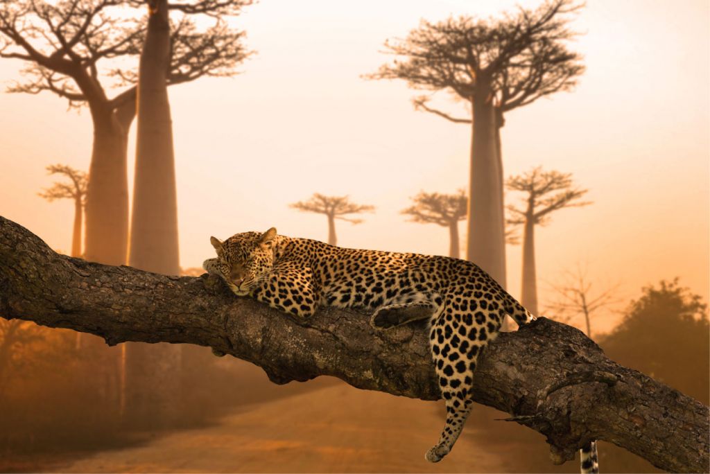 Sleeping leopard