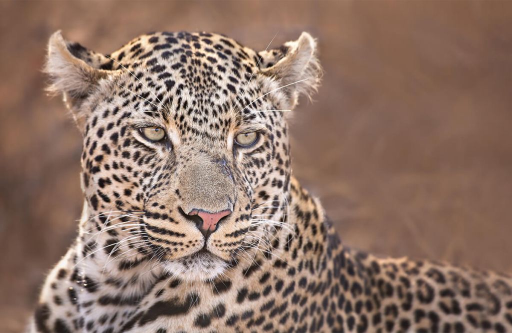 Leopard portrait