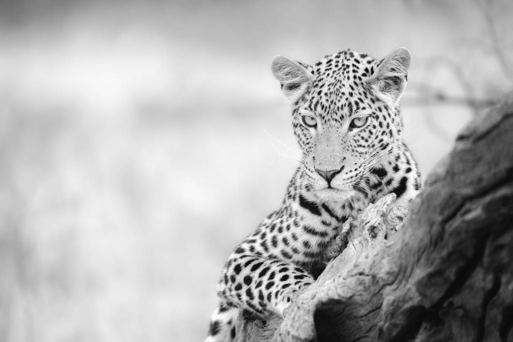 Leopard black, white