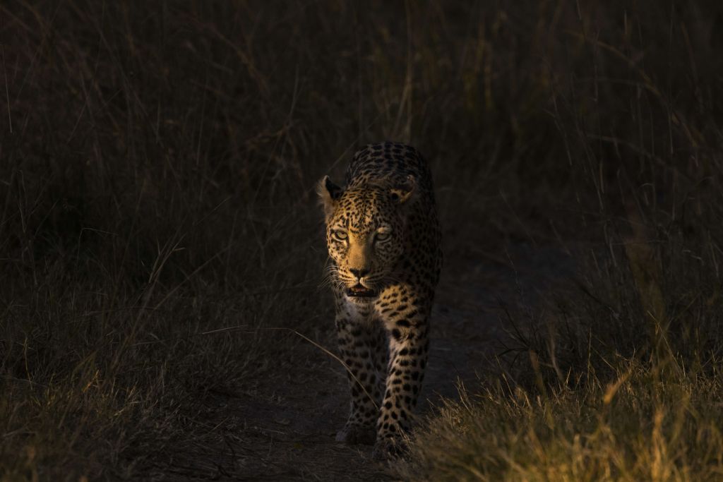 Leopard with sunset