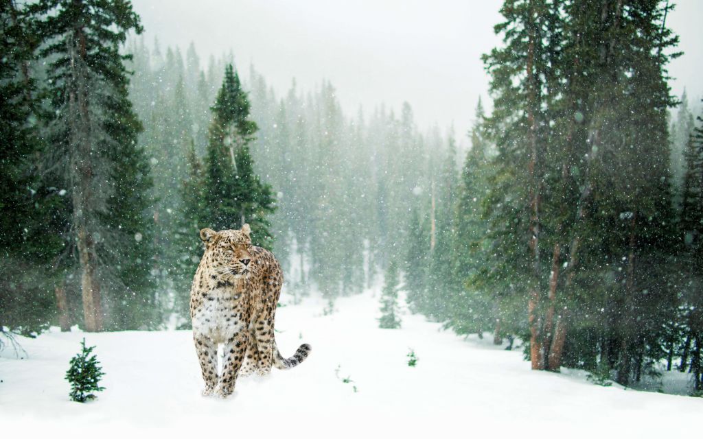 Leopard in snow