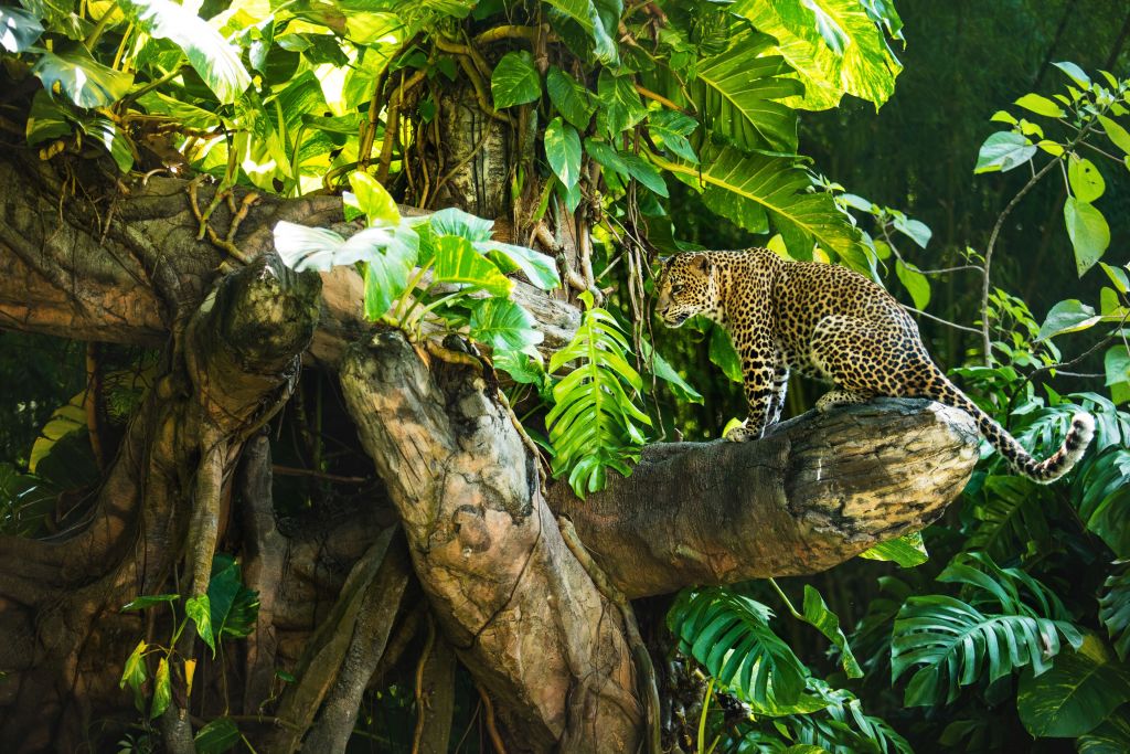 Leopard on a branch
