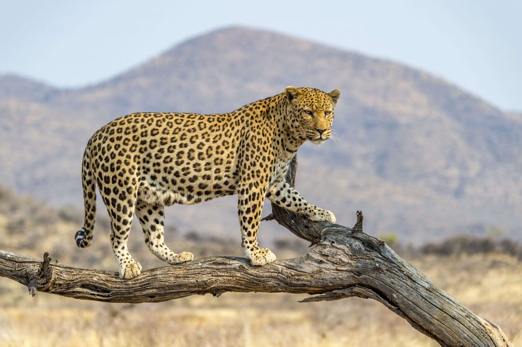 Leopard in Namibia