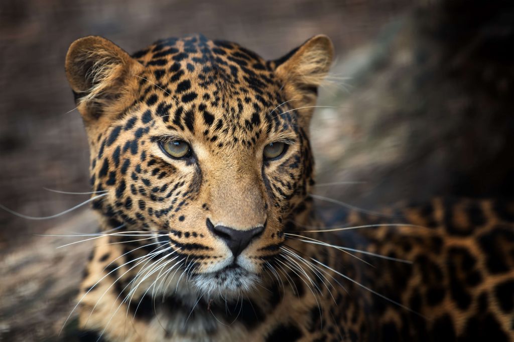 Close, up of a leopard