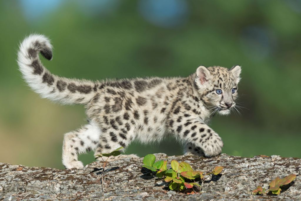 Snow leopard cub