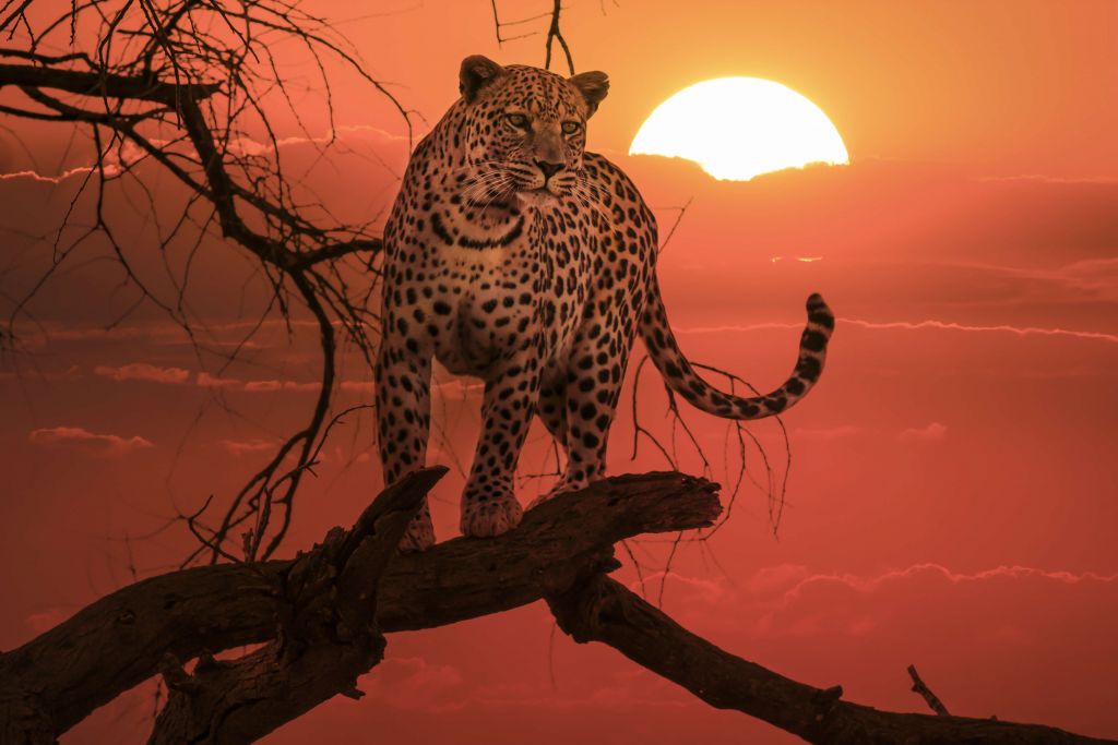 Leopard with setting sun