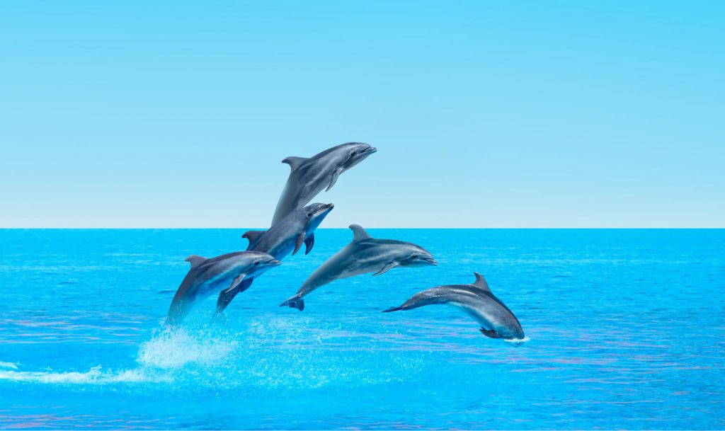 Jumping dolphins