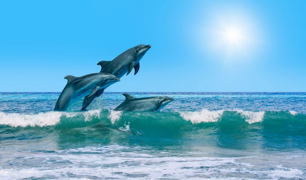 Dolphins at the coast