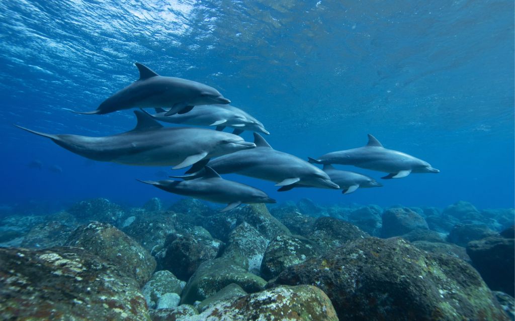 Dolphins and rocks