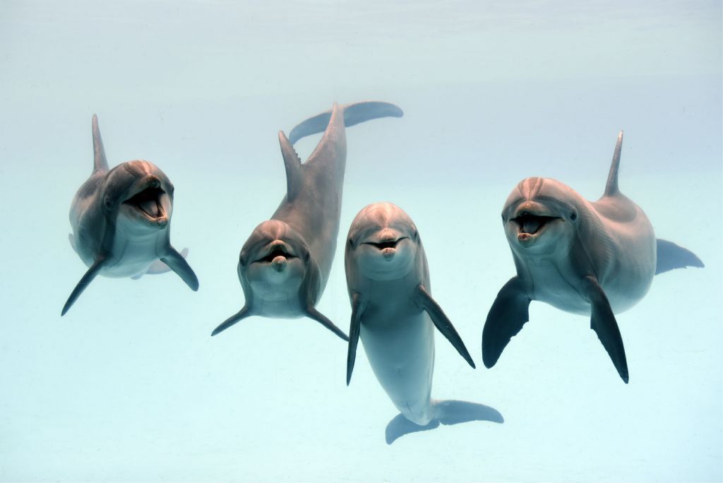 Laughing dolphins