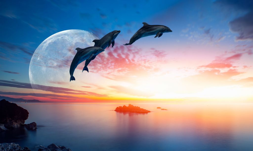 Dolphins in the night