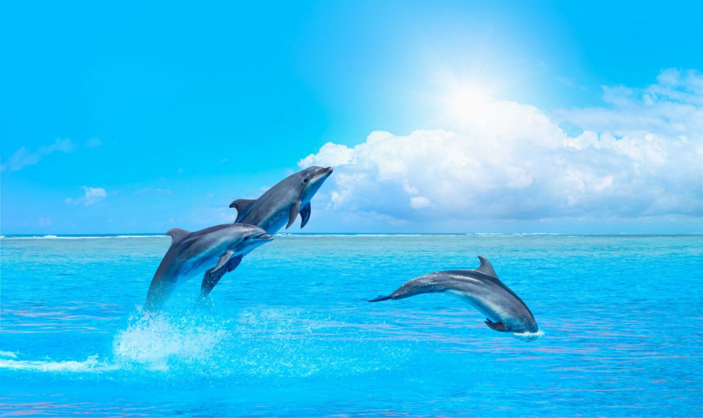 Dolphins in the ocean